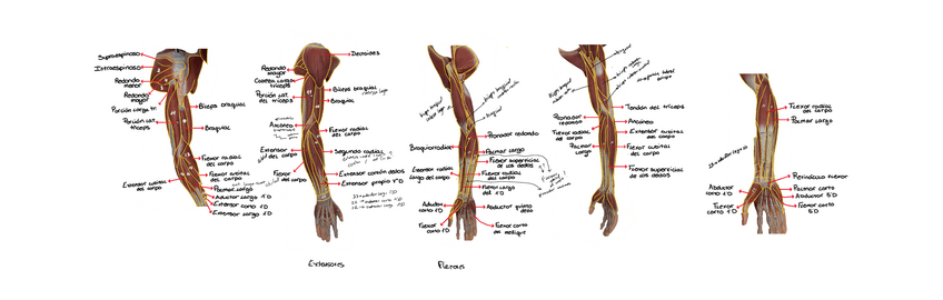 Miniatura del documento MIOLOGIA-TREN-SUPERIOR.pdf