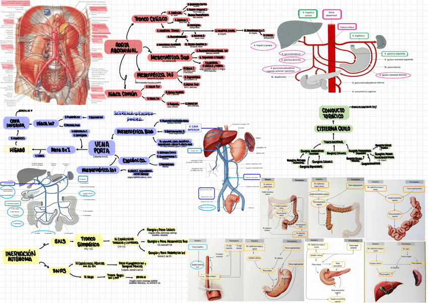 Miniatura del documento Vascularizacion-Inervacion-Esplacno.pdf
