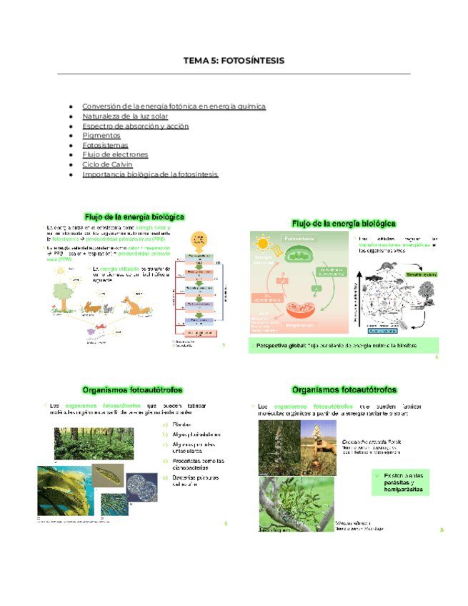 Miniatura del documento Tema-5.-Fundamentos-Biologicos.pdf