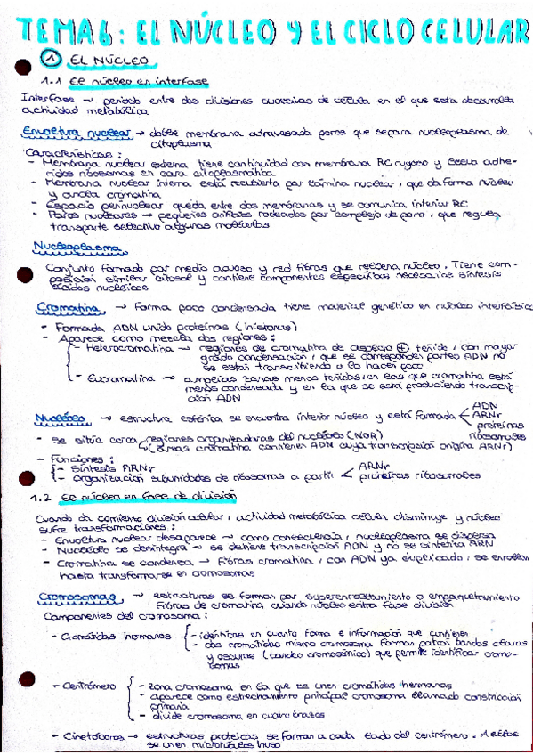 Miniatura del documento Tema-6-Biologia.-Nucleo-y-ciclo-celular.pdf
