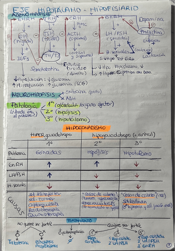 Miniatura del documento Endocrino-Eje-Hipotalamico-hipofisario.pdf