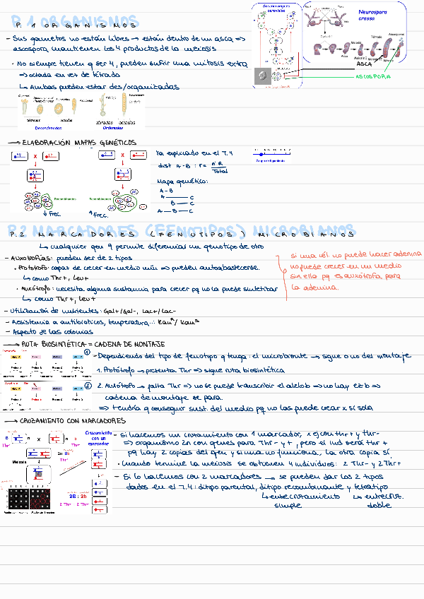 Miniatura del documento T5-ANALISIS-GENETICO-DE-HONGOS bloque 2.pdf