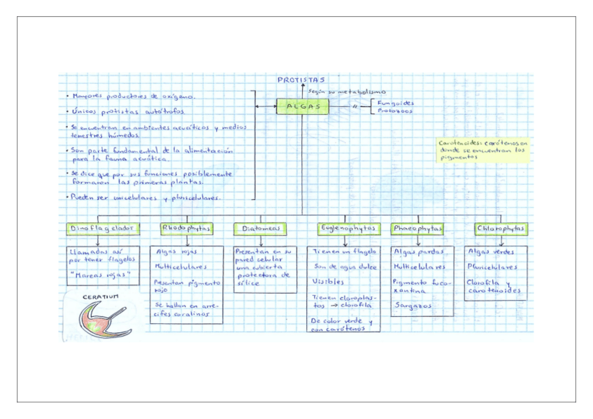 Miniatura del documento Resumen-Algas-y-Fungoides.pdf