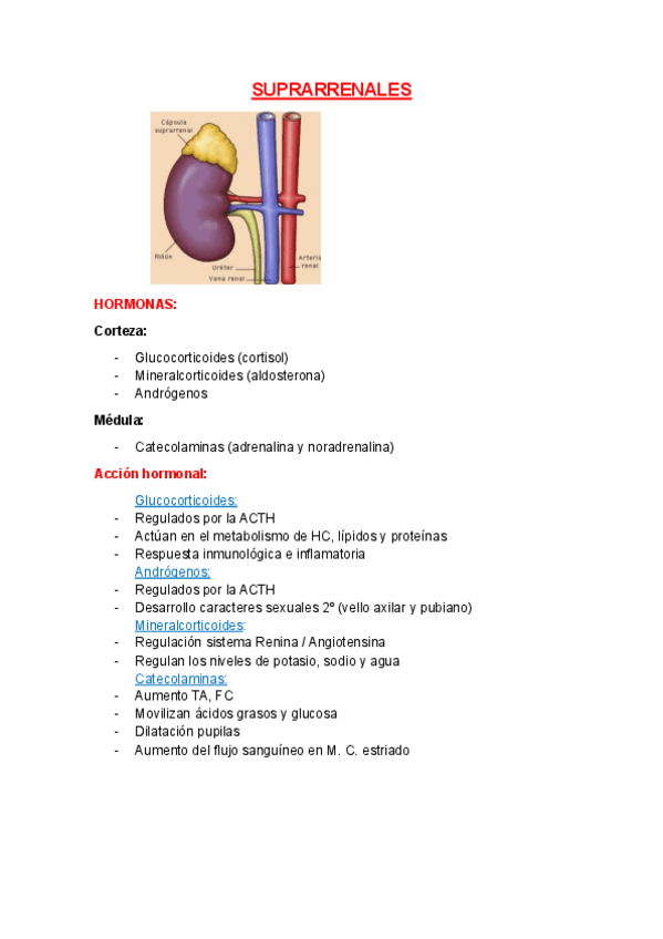 Miniatura del documento SUPRARRENALES.pdf