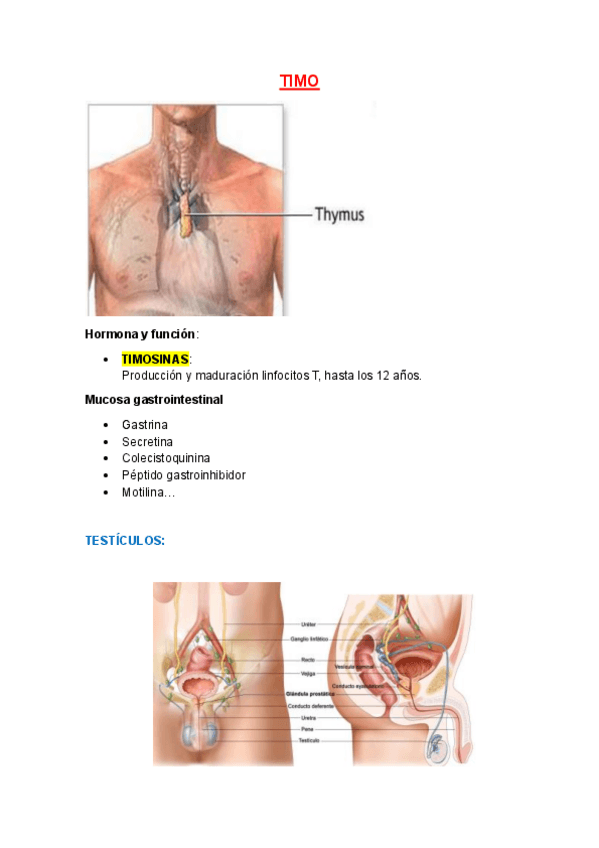 Miniatura del documento TIMO-HIPOFISIS.pdf