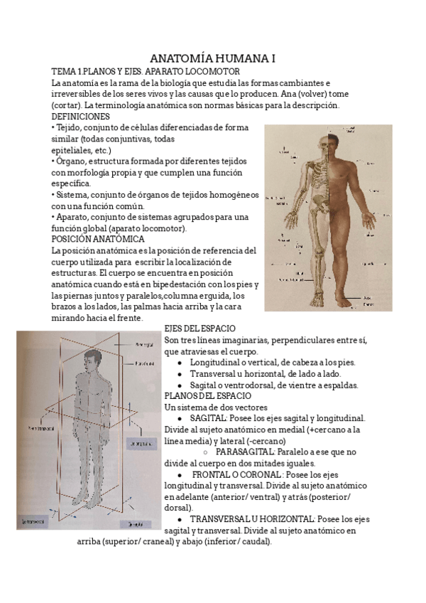 Miniatura del documento Anatomia.pdf
