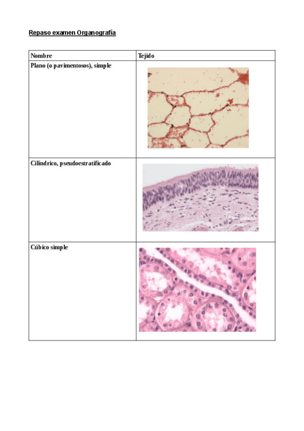Miniatura del documento repasoexamenorganografia.pdf