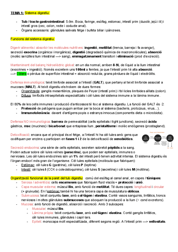 Miniatura del documento Resum-sistema-digestiu-2425.pdf