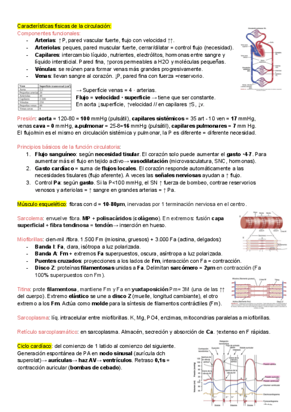 Miniatura del documento Sistema-cardiovascular-resumen-guyton-2425.pdf