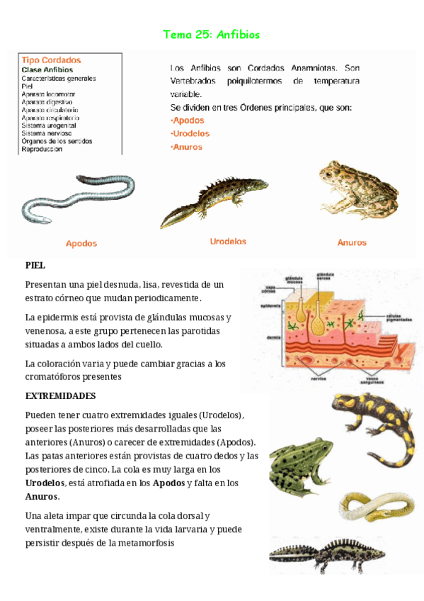 Miniatura del documento tema-25-Anfibios.pdf
