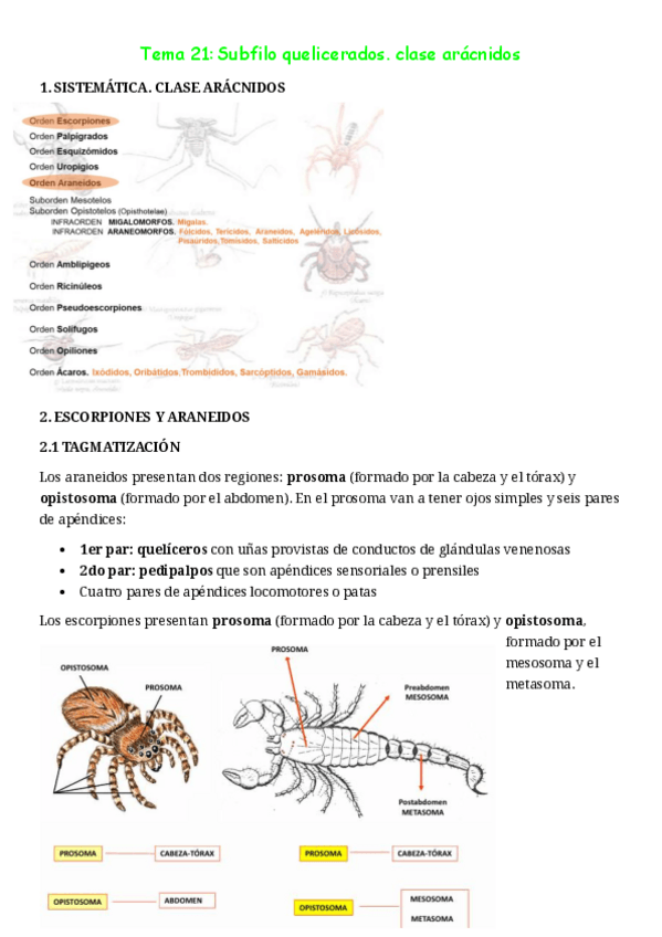 Miniatura del documento ZB-tema-21-aracnidos.pdf