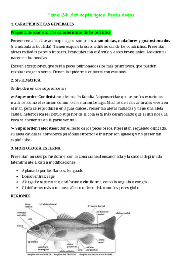 Miniatura del documento ZB-tema-24-Actinopterigios.-Peces-oseos.pdf