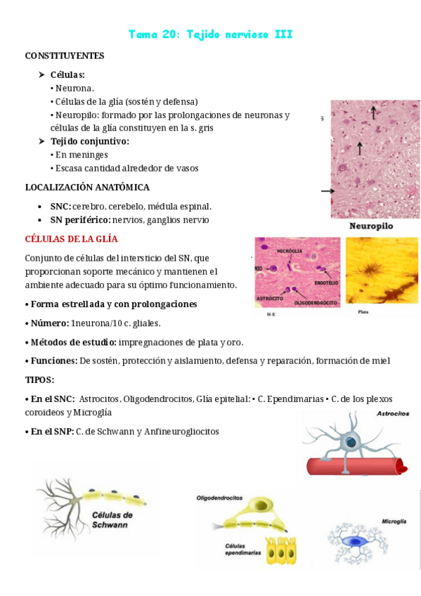 Miniatura del documento Histo-tema-20.pdf