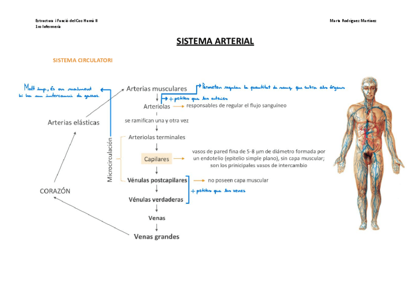 Miniatura del documento Bloc-I-T1.b.-Aparell-cardiovascular-RESUM-Sistema-arterial.pdf