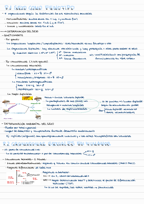Miniatura del documento T6-HERENCIA-Y-SEXO bloque 2.pdf