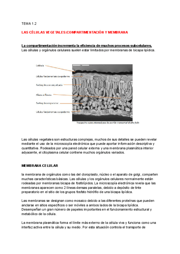 Miniatura del documento TEMA-1.2-2024.pdf