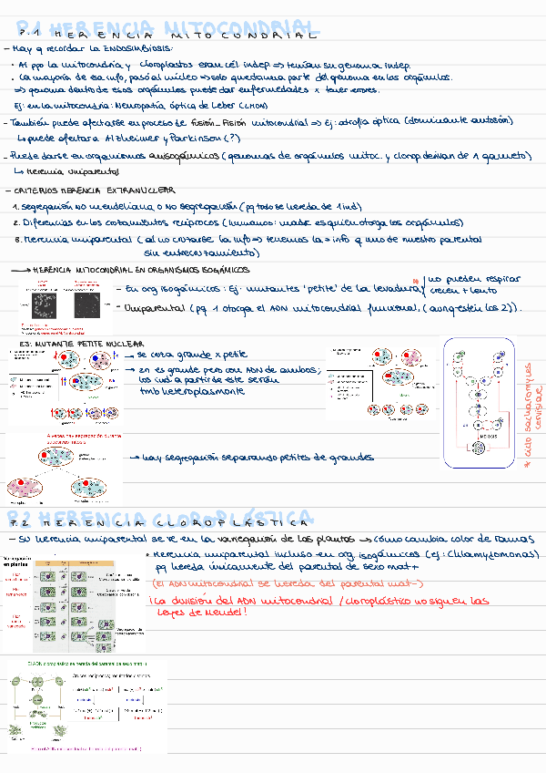 Miniatura del documento T7-HERENCIA-EXTRANUCLEAR bloque 2.pdf