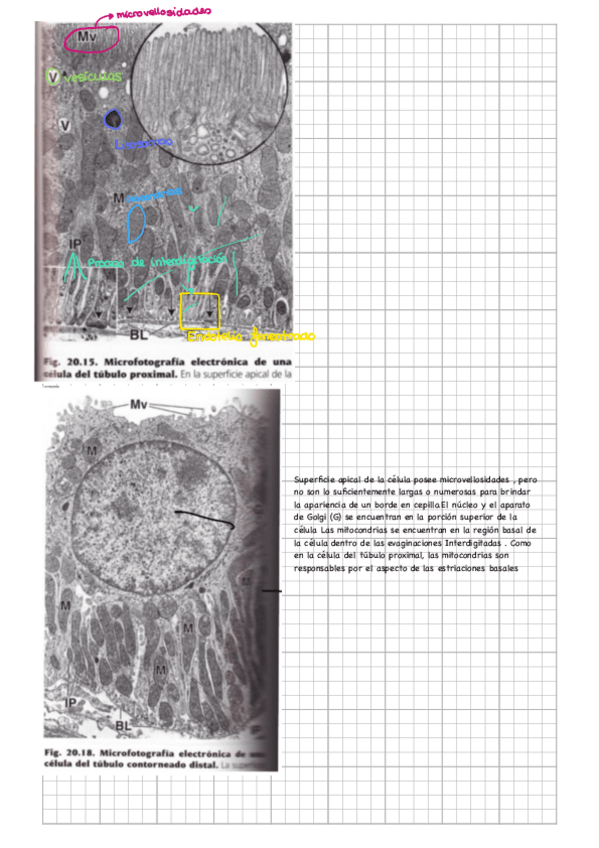 Miniatura del documento Micrografias-ex-practicas.pdf