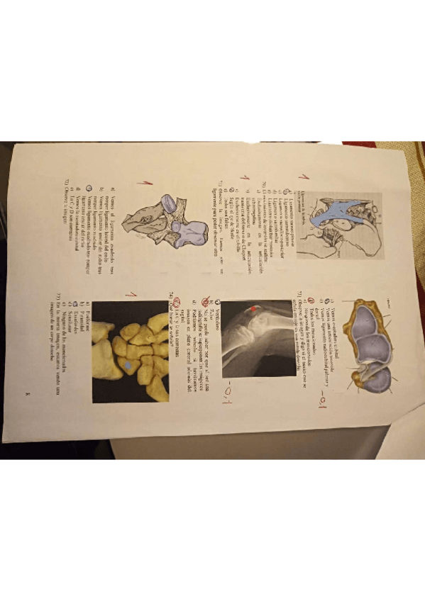 Miniatura del documento EXAMENES-ANATOMIA.pdf