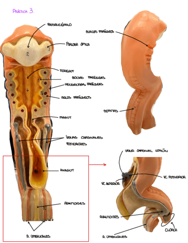 Miniatura del documento Repaso-Embriones.pdf