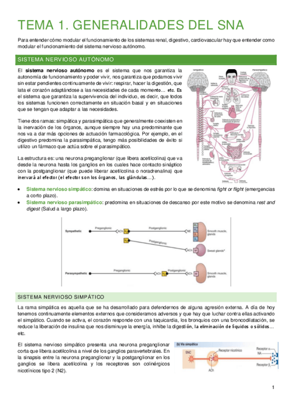 Miniatura del documento 1.-Sistema-Nervioso-Autonomo.pdf