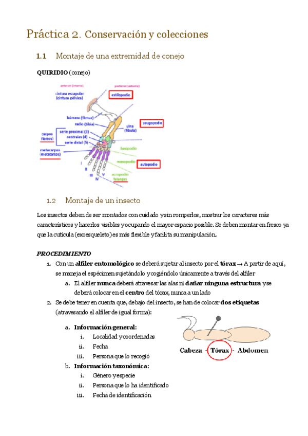 Miniatura del documento Practica-2.-Conservacion-y-colecciones.pdf