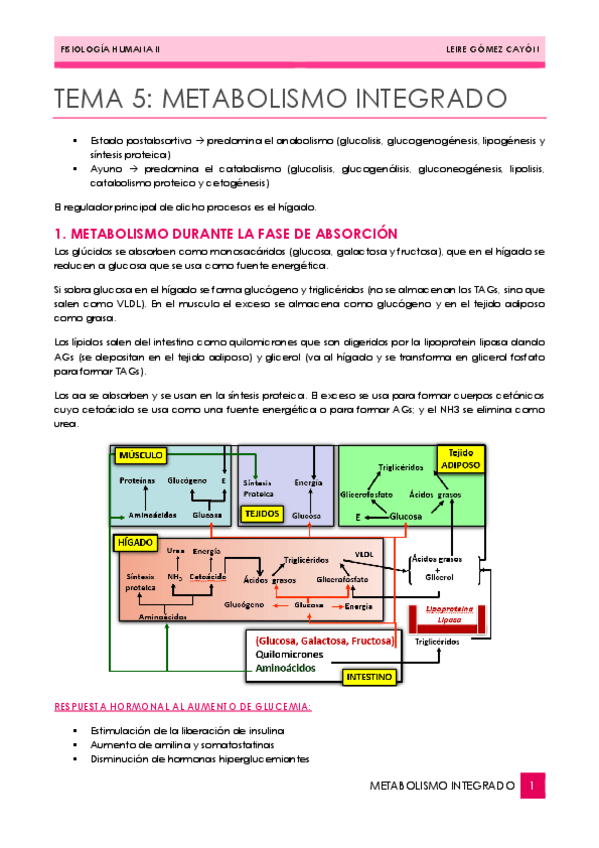 Miniatura del documento 05.-METABOLISMO-INTEGRADO.pdf