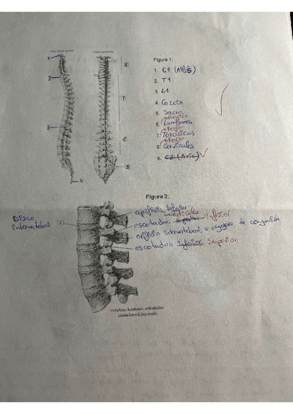 Miniatura del documento Practicas-anatomia.pdf