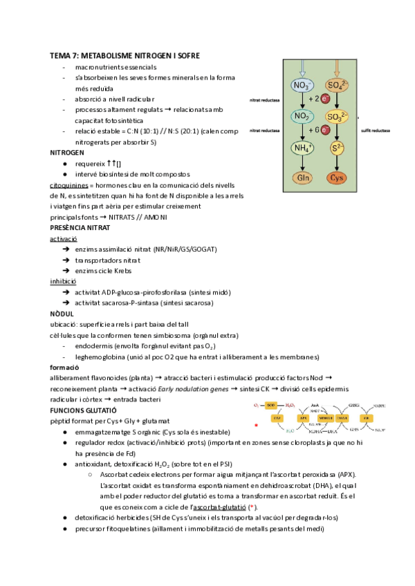 Miniatura del documento esquemes-final-fisioveg-Documentos-de-Google.pdf