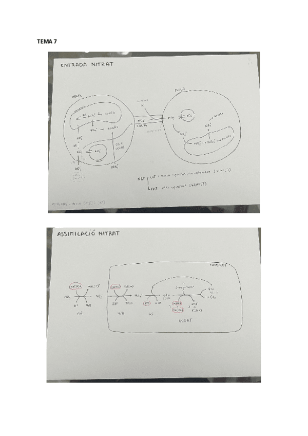Miniatura del documento esquemes-final-Documentos-de-Google.pdf