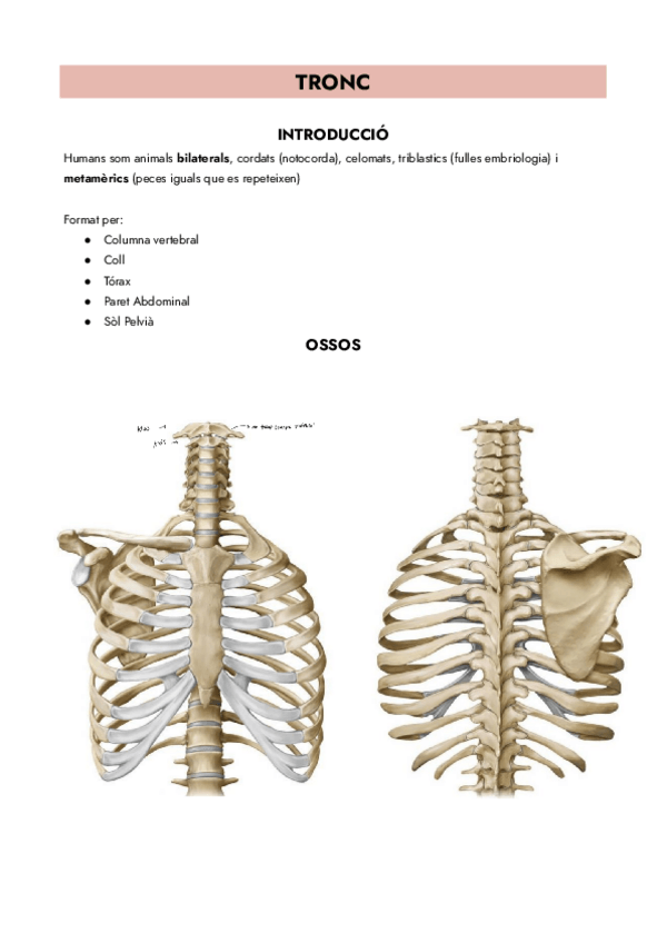 Miniatura del documento Tronc-parcial-2-columna-i-tronc.pdf