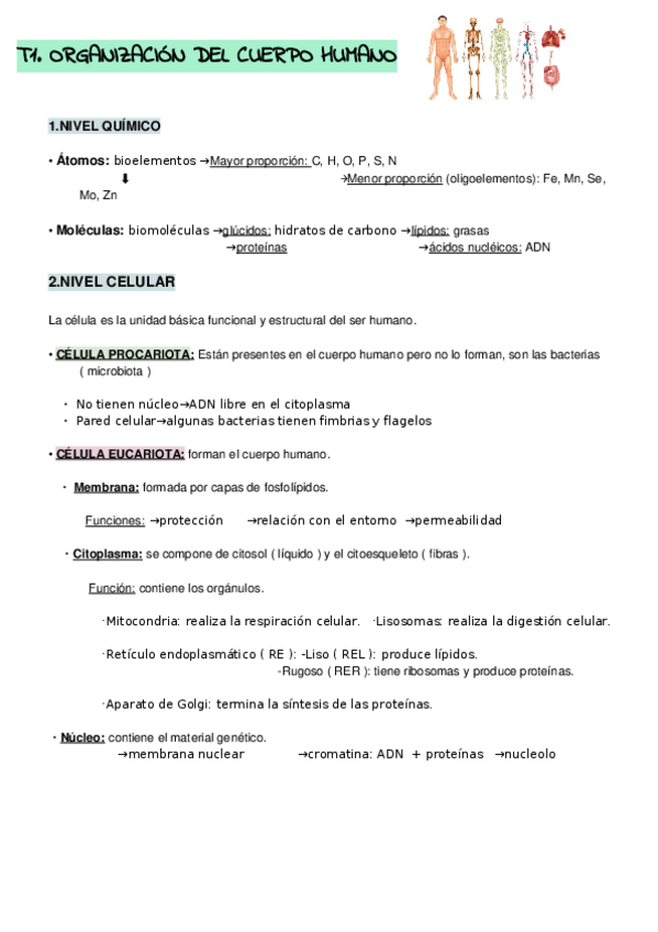 Miniatura del documento T1.-ORGANIZACION-DEL-CUERPO-HUMANO.docx