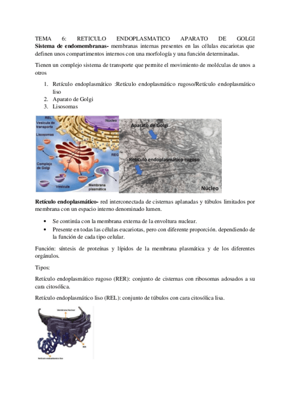 Miniatura del documento TEMA-6-RETICULO-ENDOPLASMATICO-APARATO-DE-GOLGI.pdf