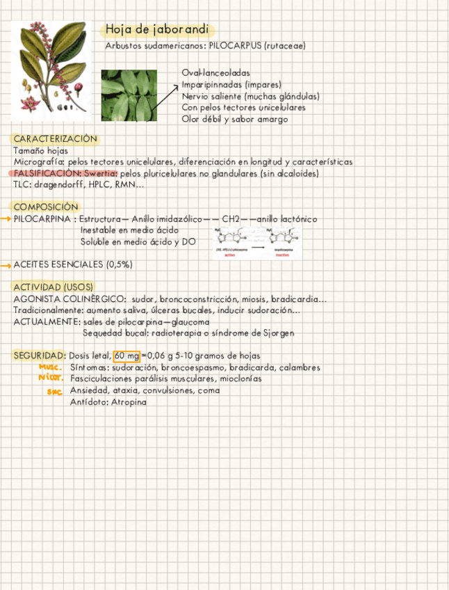 Miniatura del documento PLANTAS-GNOSIA.pdf