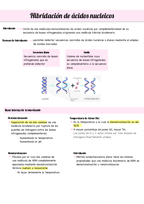 Miniatura del documento Hibridacion-De-Los-Acidos-Nucleicos.pdf