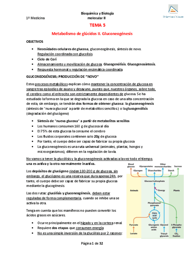 Miniatura del documento Tema-5-Metabolismo-de-glucidos-II.pdf