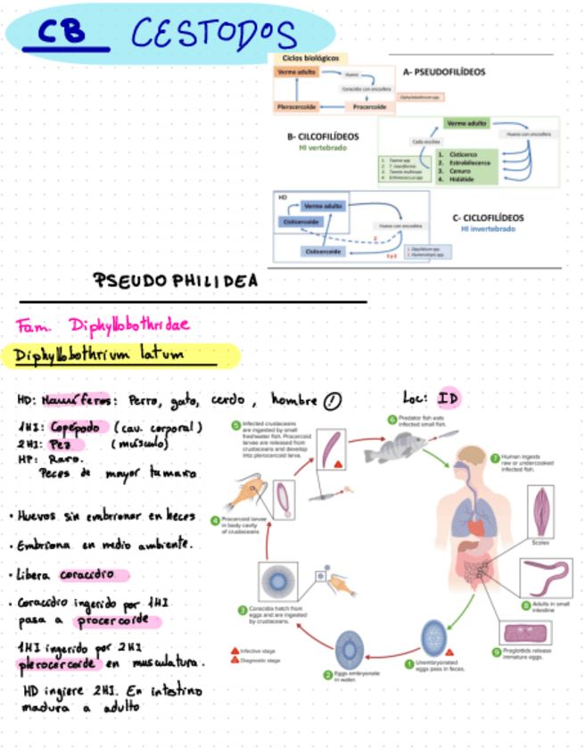 Miniatura del documento Ciclos-2o-Parcial.pdf