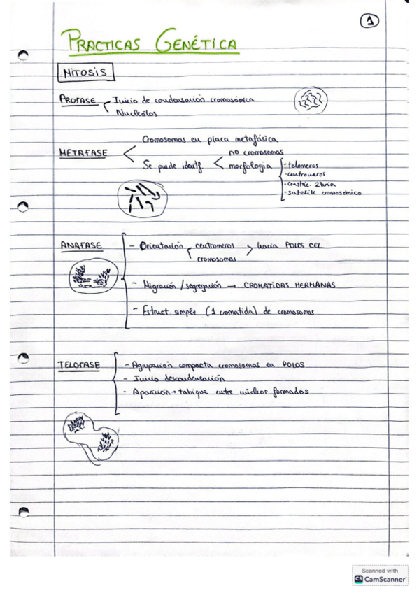Miniatura del documento PRACTICAS-GENETICA.pdf
