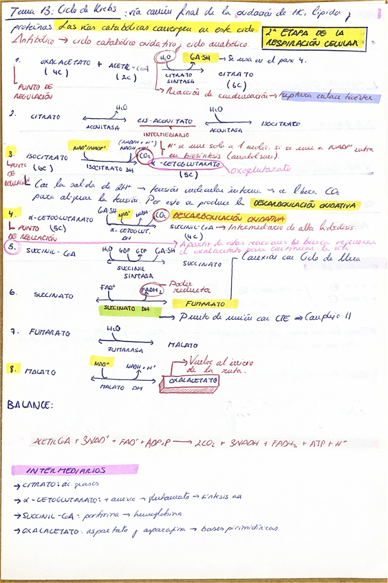 Miniatura del documento ESQUEMA-CICLO-DE-KREBS.pdf