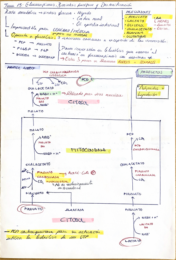 Miniatura del documento ESQUEMA-GLUCONEOGENESIS.pdf