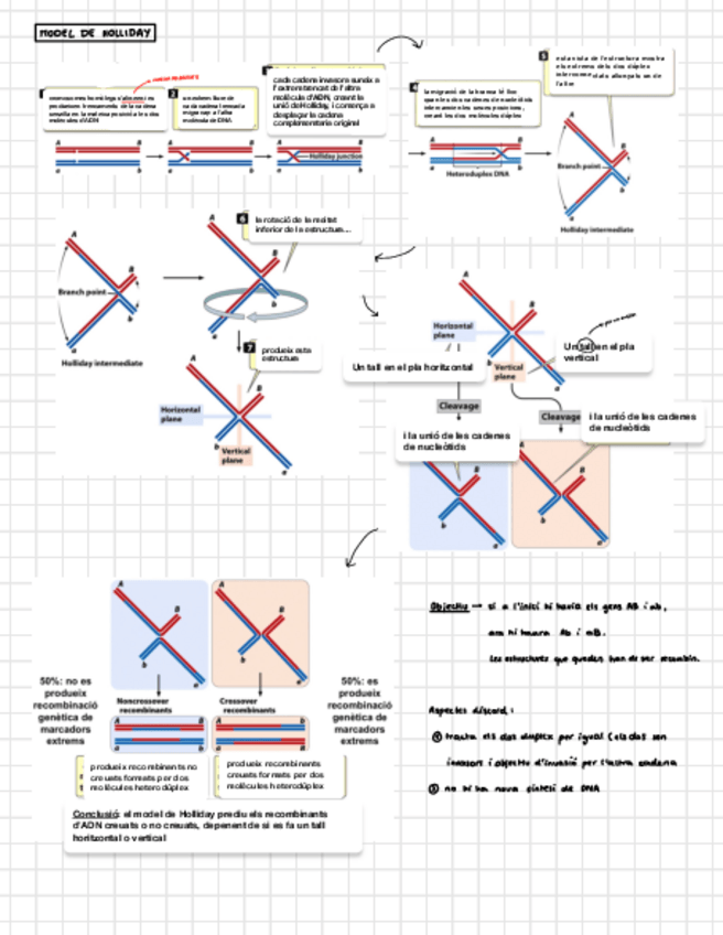 Miniatura del documento processos-especifics.pdf