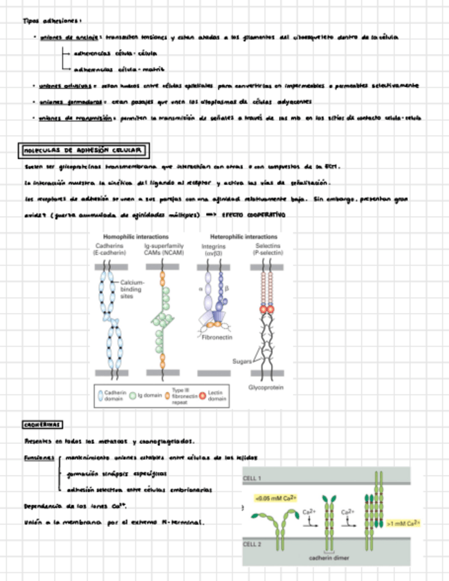 Miniatura del documento adhesion-celular.pdf
