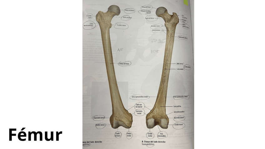 Miniatura del documento Practica-3.-ANATOMIA-FEMUR.pdf
