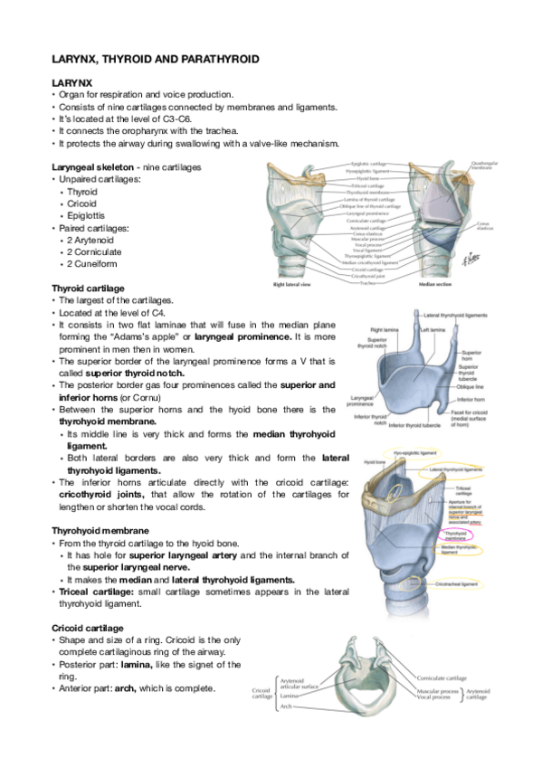 Miniatura del documento Larynx-thyroid-and-parathyroid.pdf