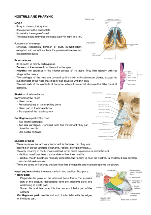 Miniatura del documento Lesson-02.-Nostrils-and-pharynx.pdf