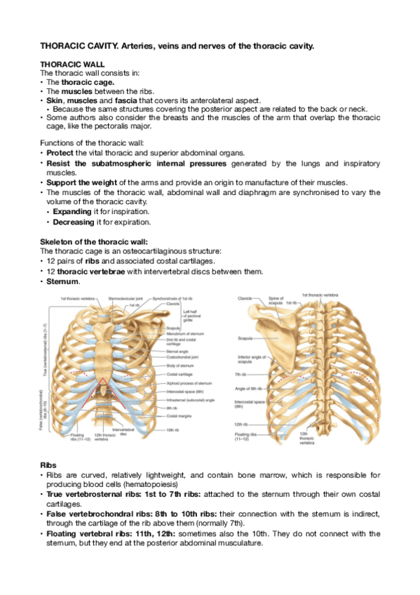 Miniatura del documento Open-THORACIC-CAVITY.-Arteries-veins-and-nerves-of-the-thoracic-cavity.pdf