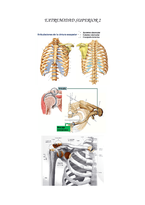 Miniatura del documento EXTREMIDAD-SUPERIOR-2.docx