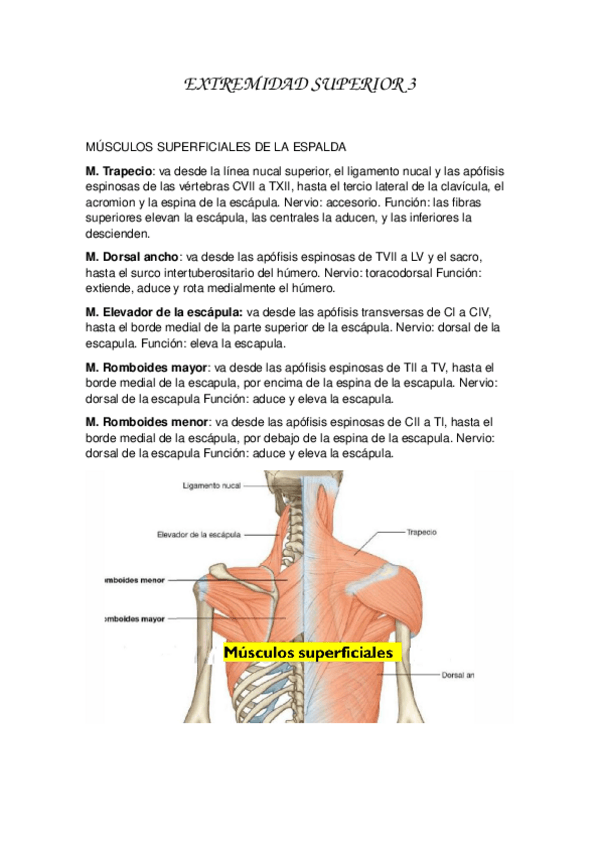 Miniatura del documento EXTREMIDAD-SUPERIOR-3.docx