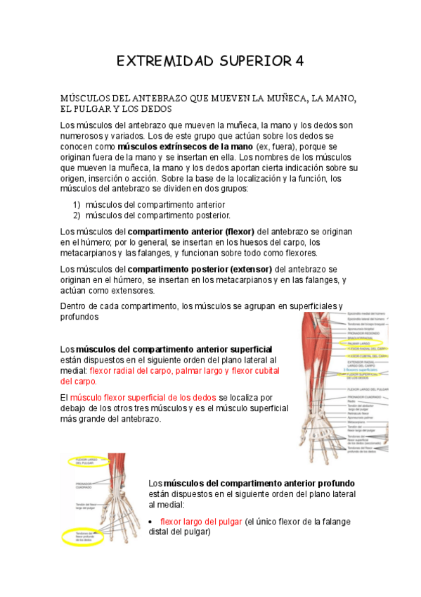 Miniatura del documento EXTREMIDAD-SUPERIOR-4.pdf