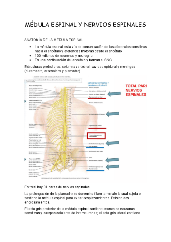 Miniatura del documento MEDULA-ESPINAL-Y-NERVIOS-ESPINALES.pdf